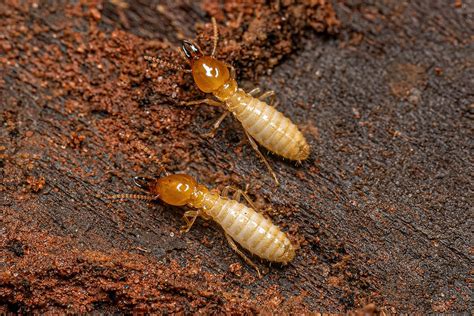 Termite Control .